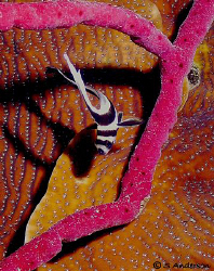This photo of a juv. Drum was taken in Roatan in 2006 as ... by Steven Anderson 